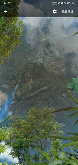 鱼池动态壁纸app