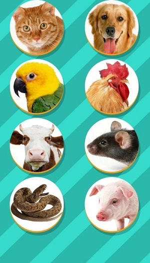 宠物对话翻译器app